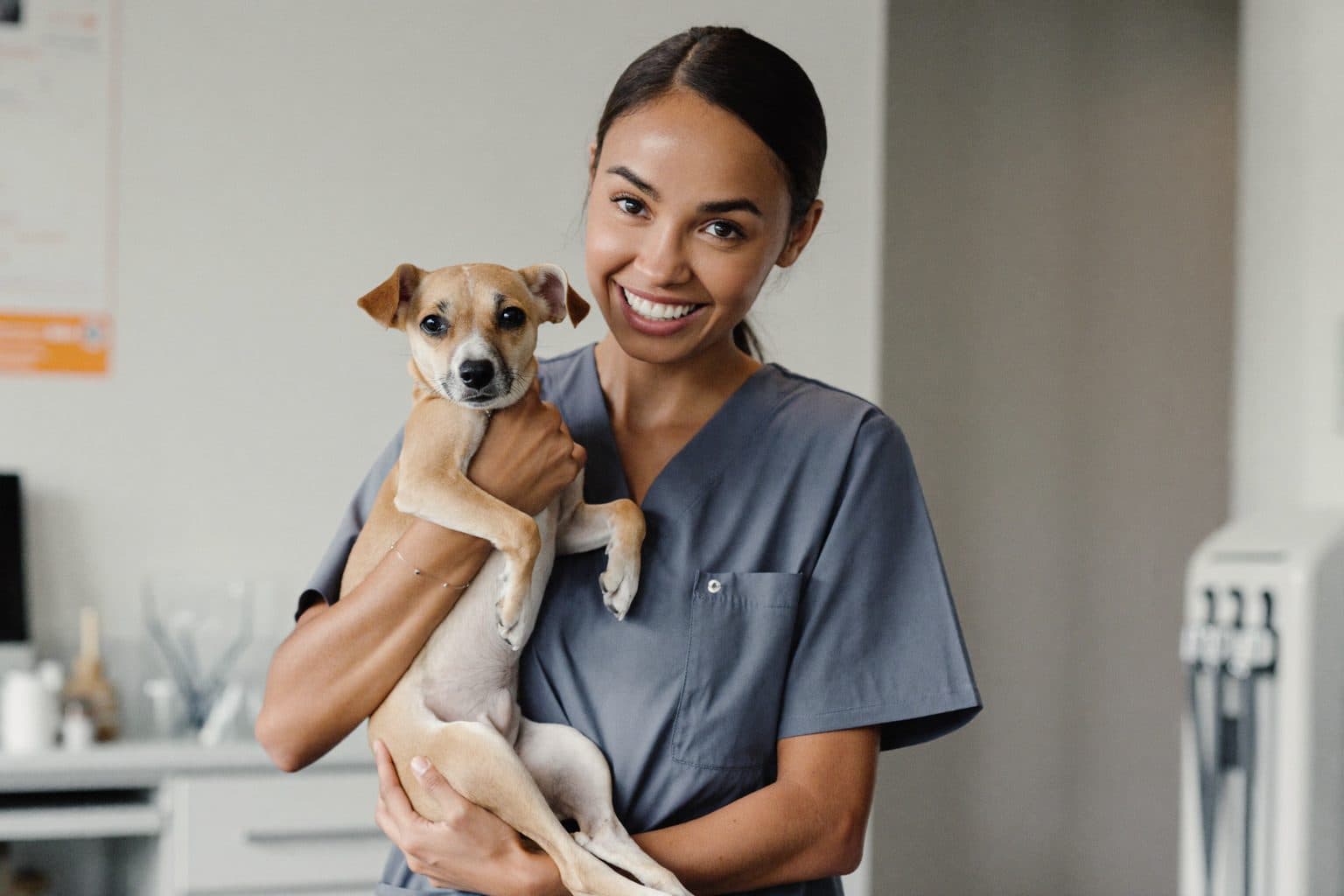 Dierenartsassistent (paraveterinair) worden: opleiding, bevoegdheden en salaris